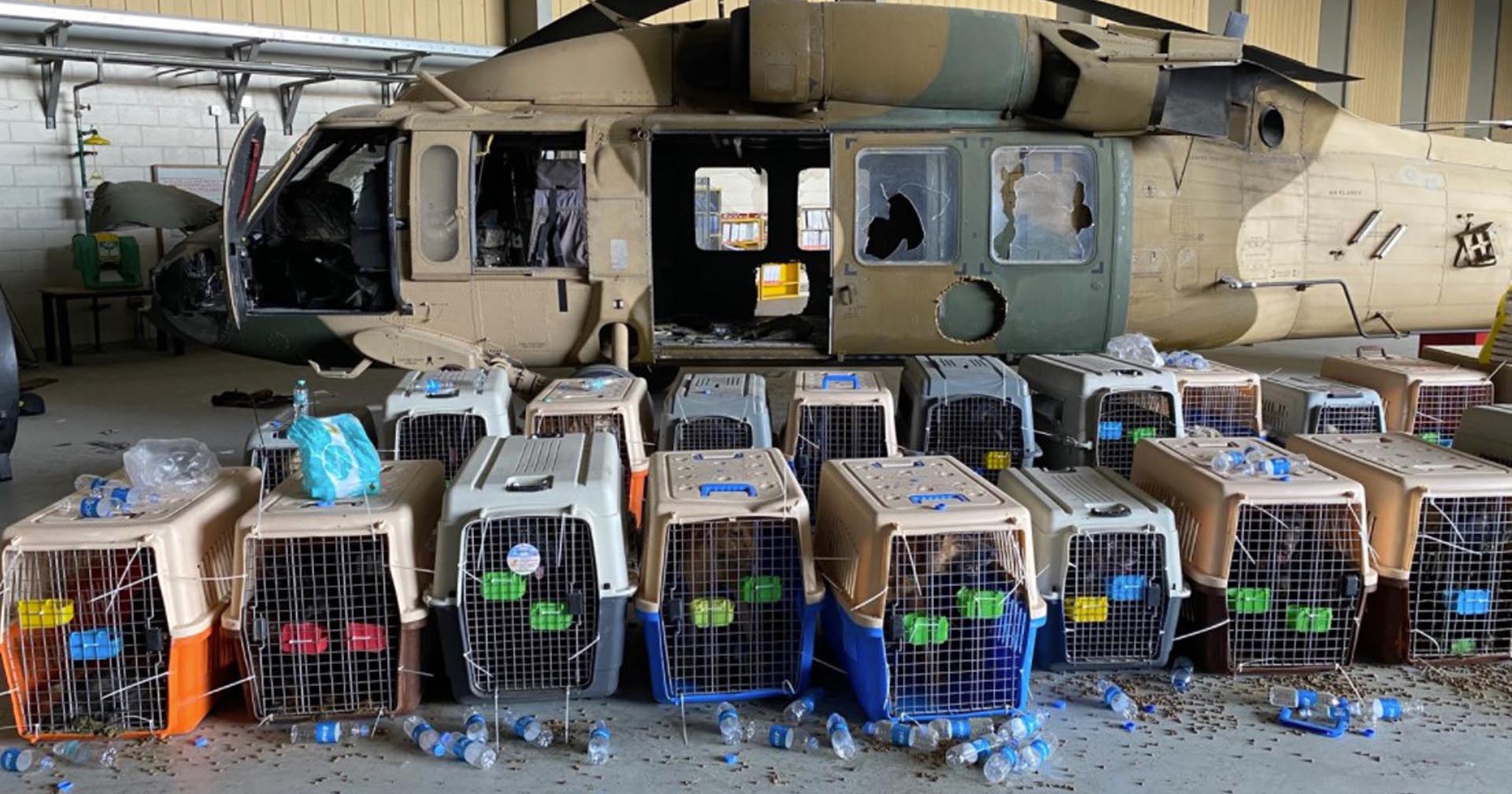 เพนตากอนยืนยัน ไม่มีสุนัขทหารถูกทิ้งไว้ที่อัฟกานิสถานหลังเหตุการณ์ตาลีบันบุกยึดกรุงคาบูล