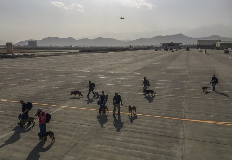 US Military Dogs, Afghanistan