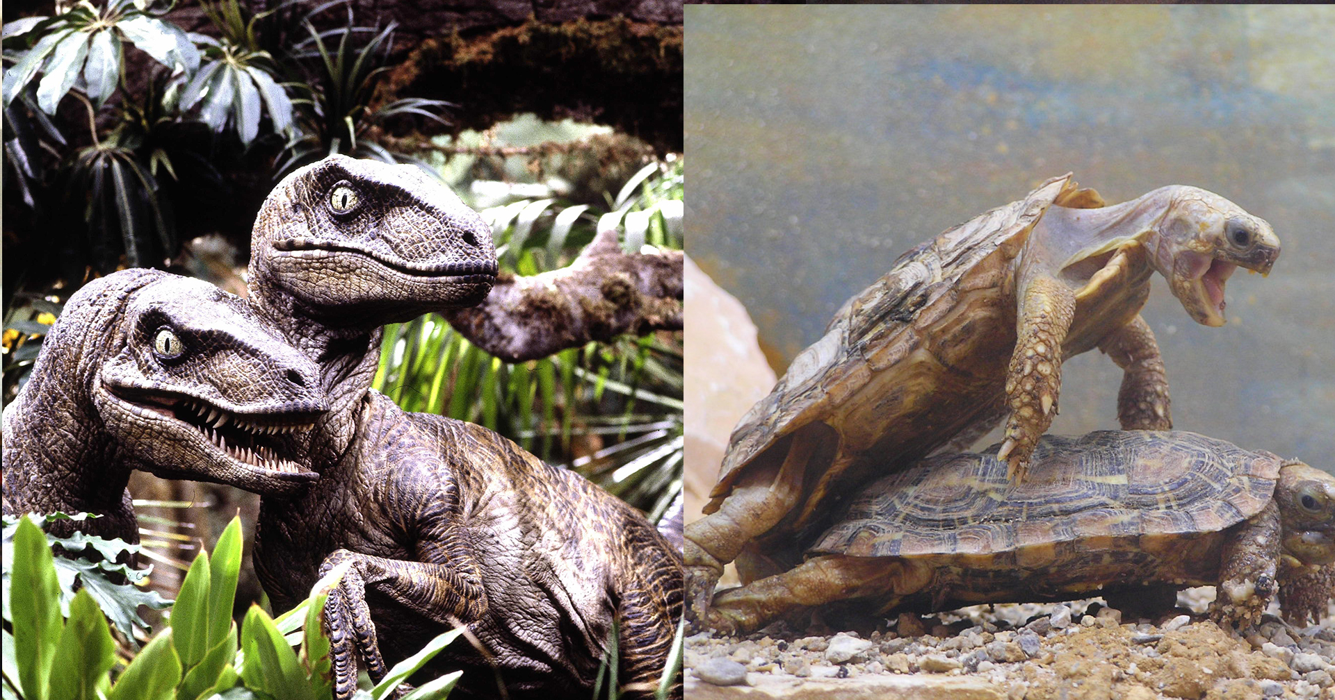 เสียงมังกร + ไดโนเสาร์ ในหนังฮอลลีวูด สร้างจากเสียงเต่ายักษ์ตอนกำลังผสมพันธุ์!