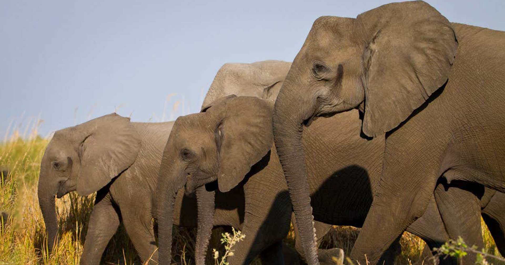 วิจัยล่าสุดเผย ช้างแอฟริกาตัวเมีย ‘งาหาย’ เพื่อป้องกันตัวเองจากนักล่างาช้าง