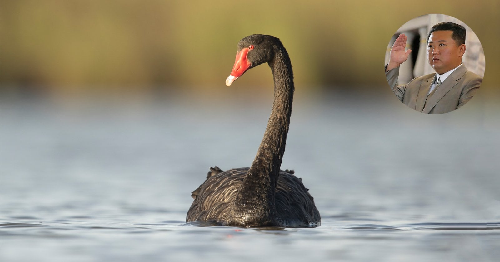 หงส์ดำ คิมจองอึน เกาหลีเหนือ