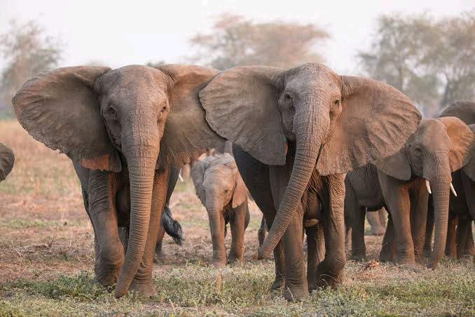 ช้าง ช้างแอฟริกา
