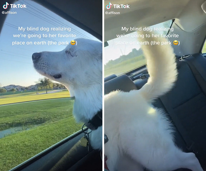 Blind Dog, TikTok