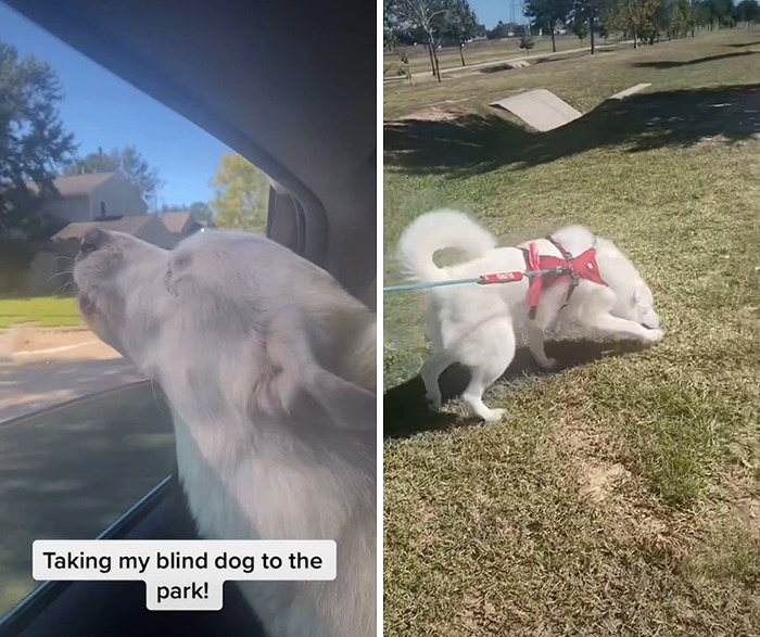 Blind Dog, TikTok