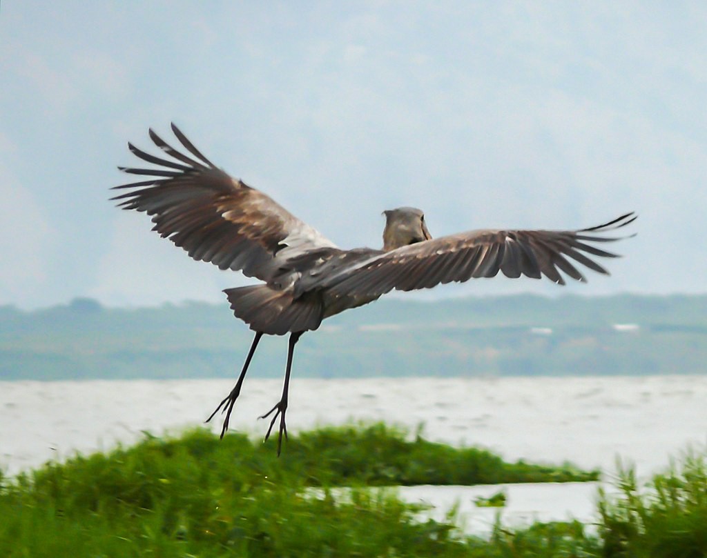 นกกระสาปากพลั่ว Shoebills