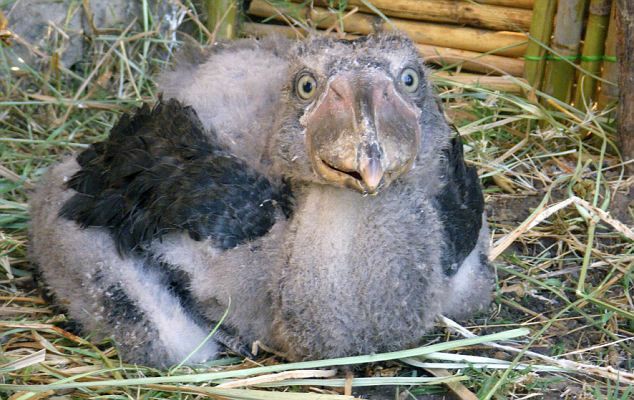 นกกระสาปากพลั่ว Shoebills