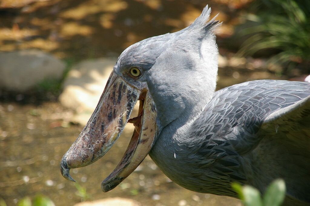 นกกระสาปากพลั่ว Shoebills