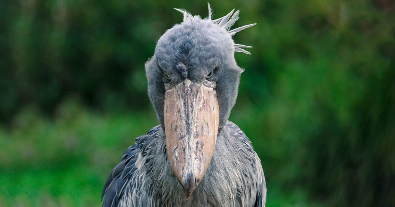 นกกระสาปากพลั่ว Shoebills