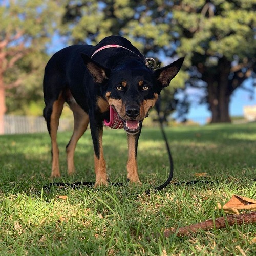 Dog of Sydney Opera House