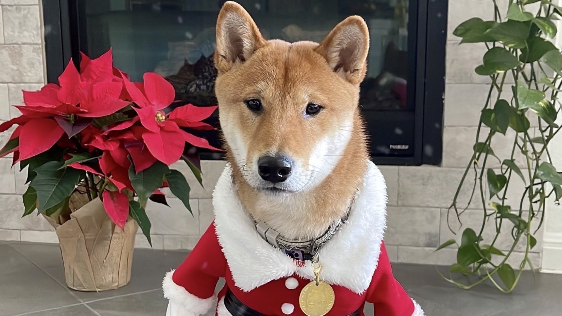 Elon Musk ทวีตถึงสุนัขตัวโปรดในวันคริสต์มาสส่งผลให้เหรียญ Santa Floki พุ่งขึ้น 18,800%
