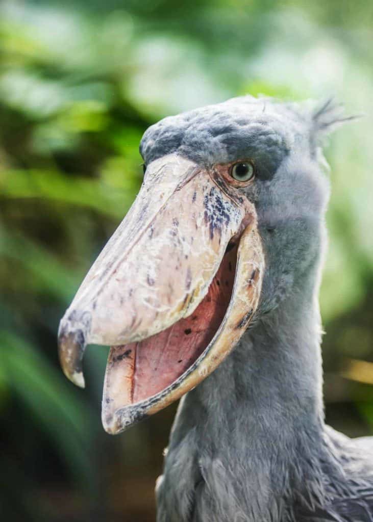 นกกระสาปากพลั่ว Shoebills