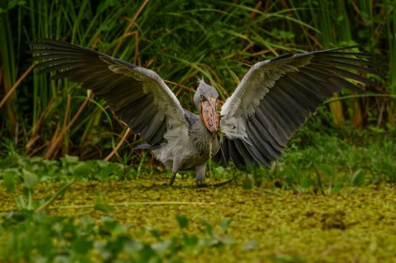 นกกระสาปากพลั่ว Shoebills