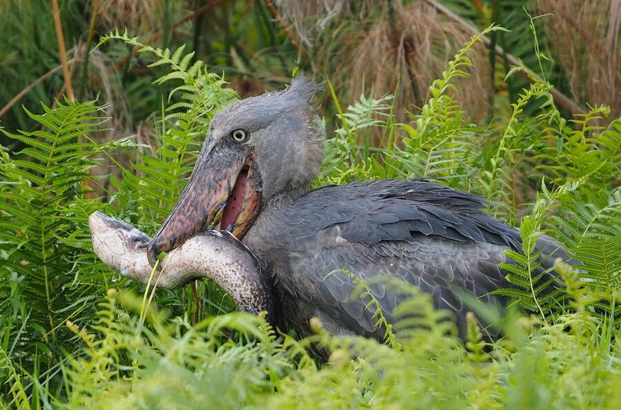 นกกระสาปากพลั่ว Shoebills