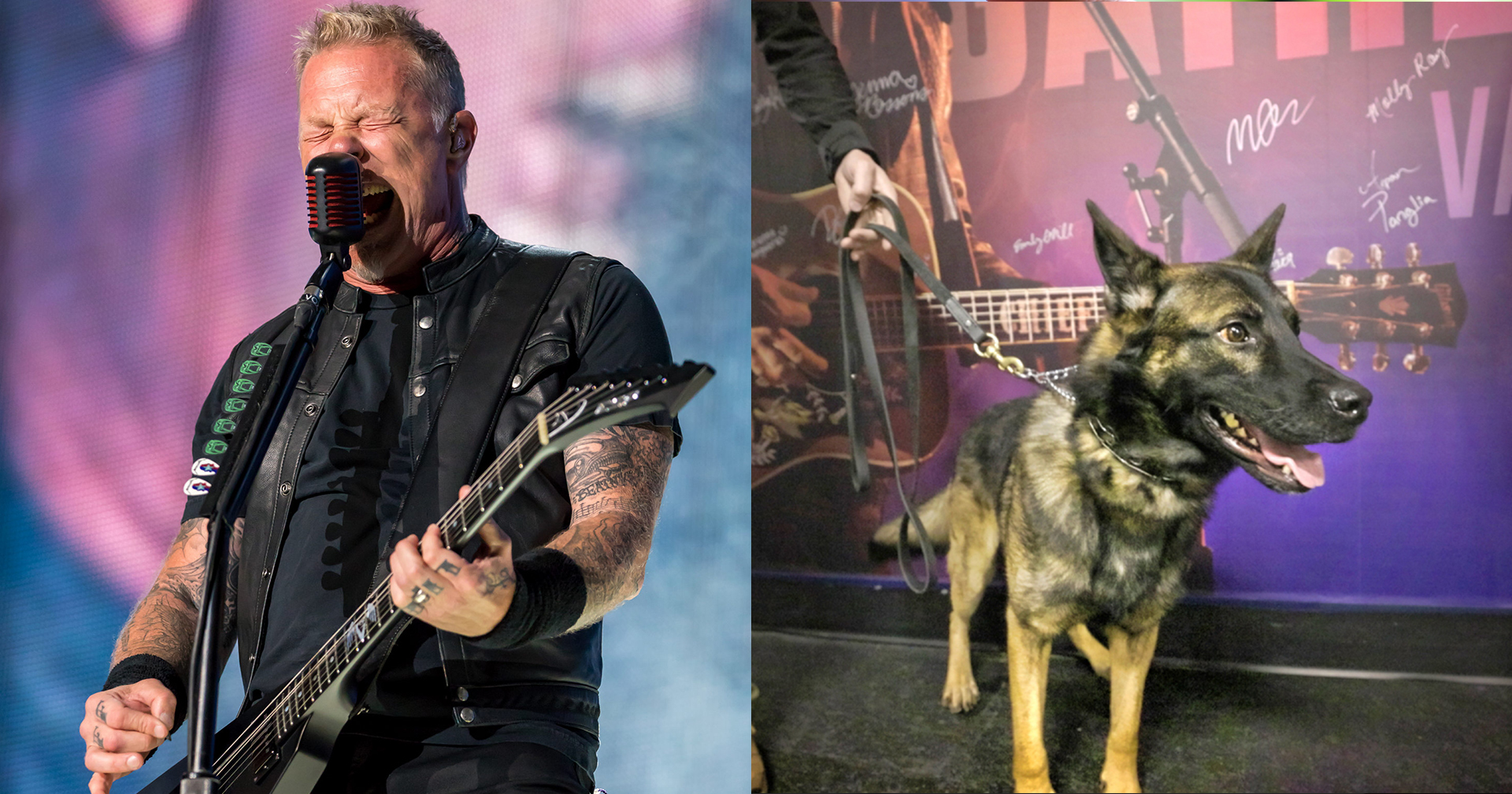 Metallica หันมาใช้สุนัขดมกลิ่น ตรวจหาผู้ติดเชื้อโควิดในคอนเสิร์ต
