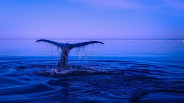 วาฬ Ethereum ซื้อ Shiba Inu จำนวน 271,370 ล้านโทเค็น มูลค่า 202 ล้านบาท
