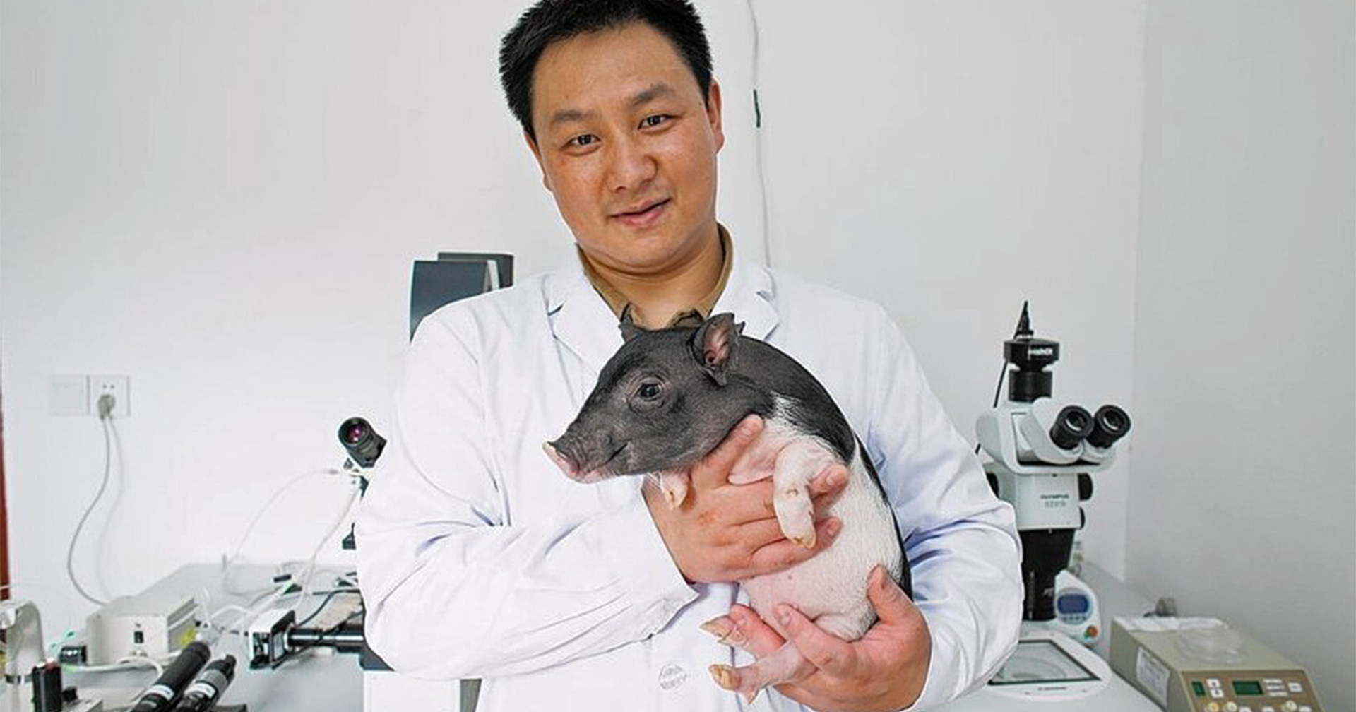 ‘สร้างหมูขึ้นมาใหม่’ นักวิทย์จีนเพาะพันธุ์ Micro Pig หมูตัวจิ๋วตลอดกาล เหมาะเป็นสัตว์เลี้ยง