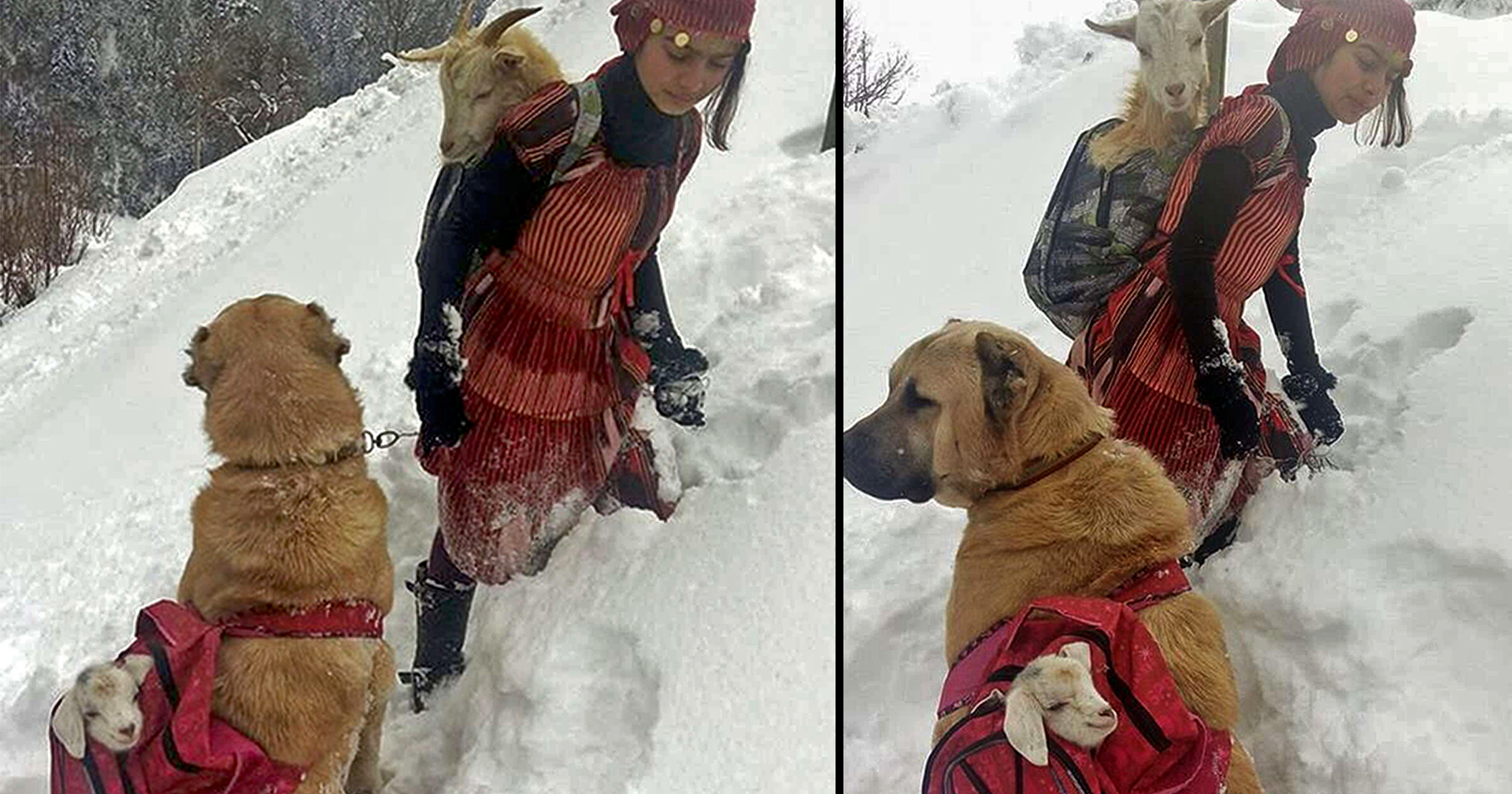 ภารกิจน่าเอ็นดู๊ว เด็กหญิงกับหมาคู่ใจช่วยแพะแม่ลูกอ่อนจากภูเขาหิมะ