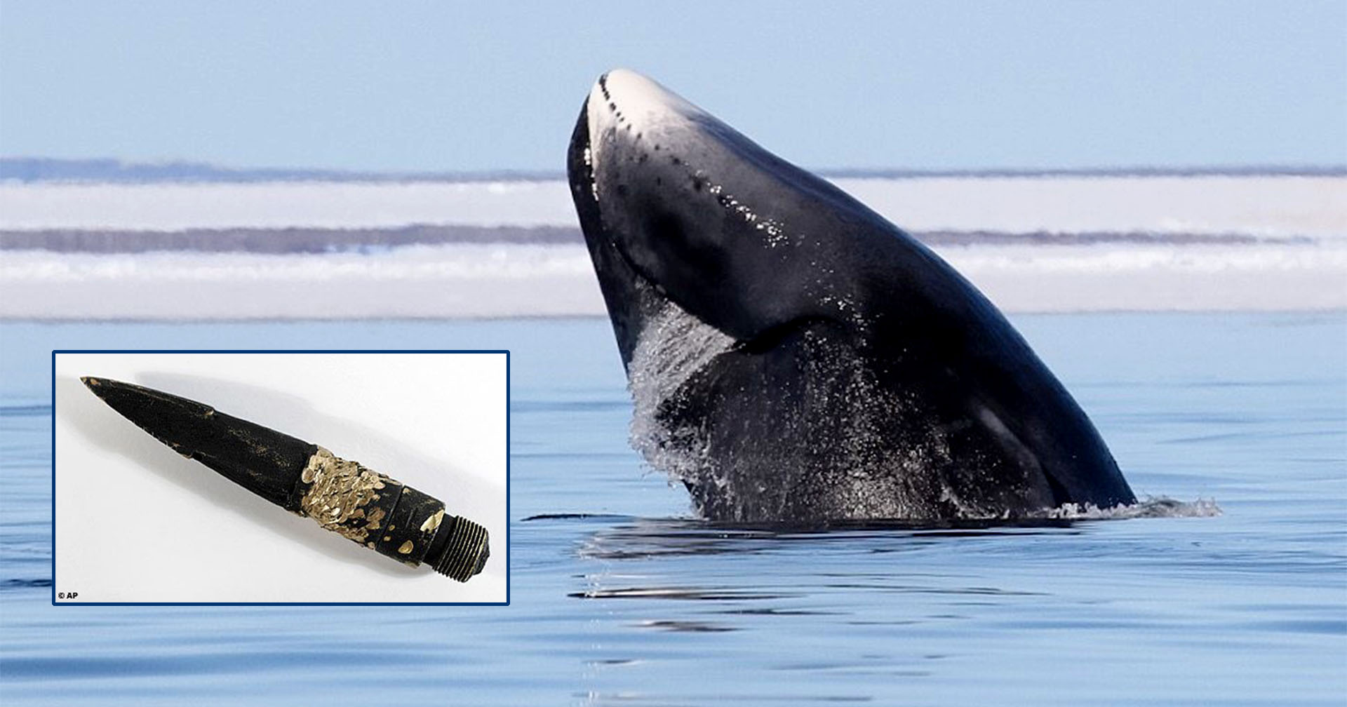ชาวเอสกิโมล่าวาฬหัวศร แต่เจอหัวฉมวกอายุกว่า 100 ปีฝังอยู่ในร่าง