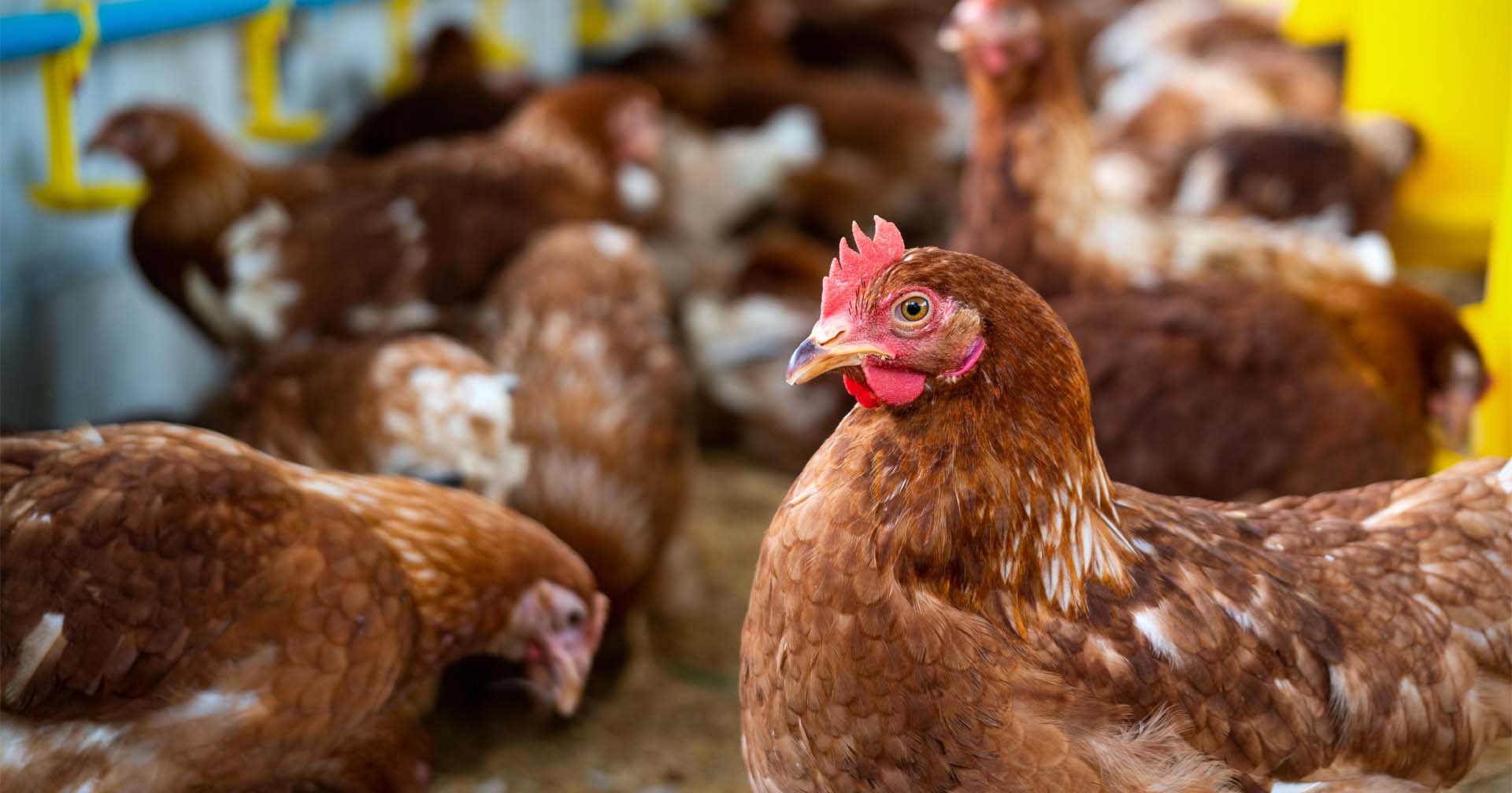 อิสราเอลห้ามเลี้ยงไก่ไข่ในกรง หวั่นกระทบสุขภาพแม่ไก่และประชาชน