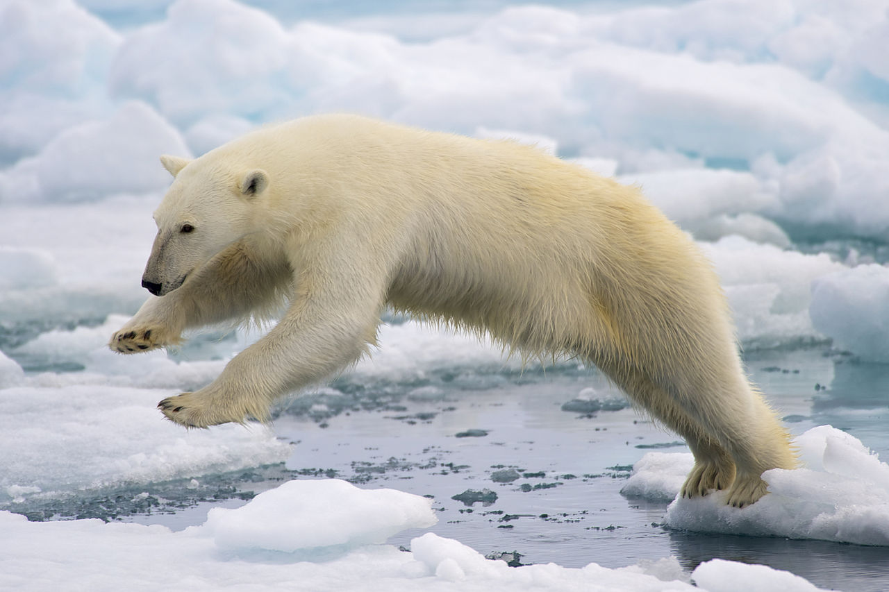 ตอบคำถาม: ทำไมขั้วโลกใต้ (แอนตาร์กติกา) ถึงไม่มีหมีขั้วโลก?