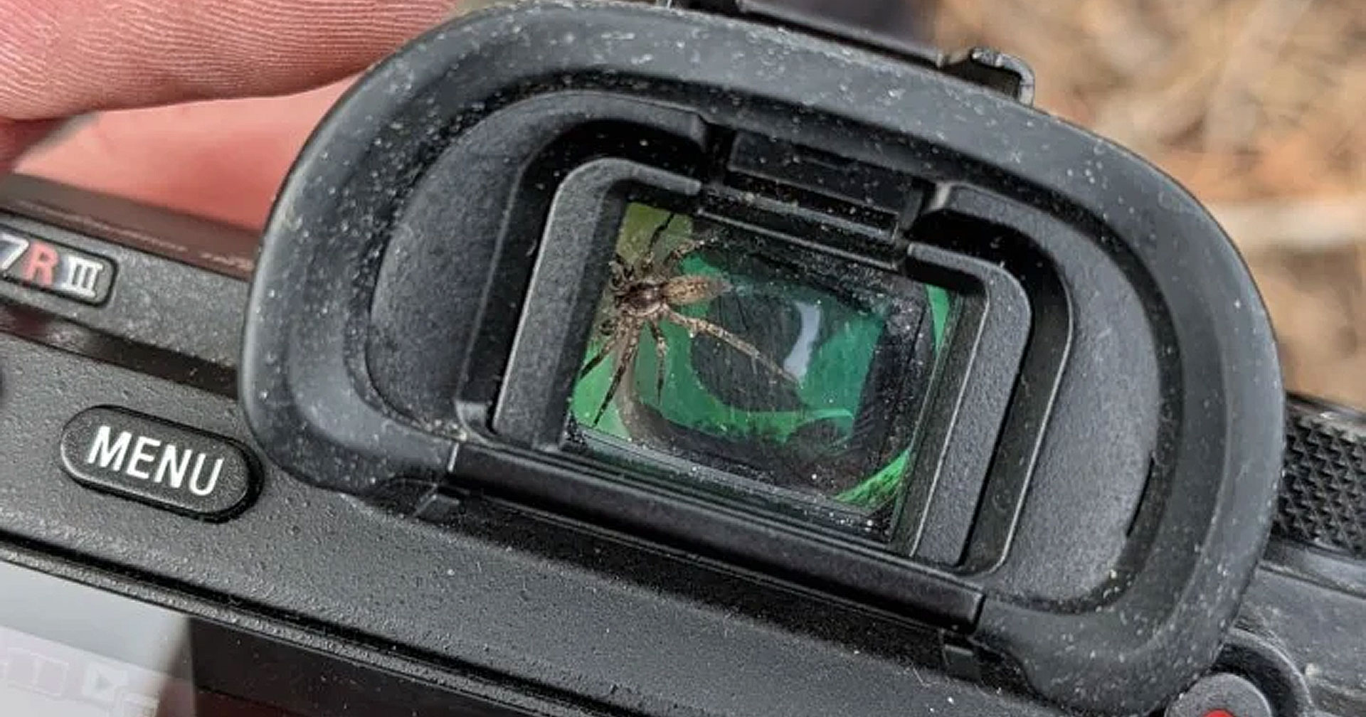มาได้ไง! ช่างภาพชาวแคนาดา พบแมงมุมติดอยู่ในช่องมองภาพกล้อง Sony a7R III
