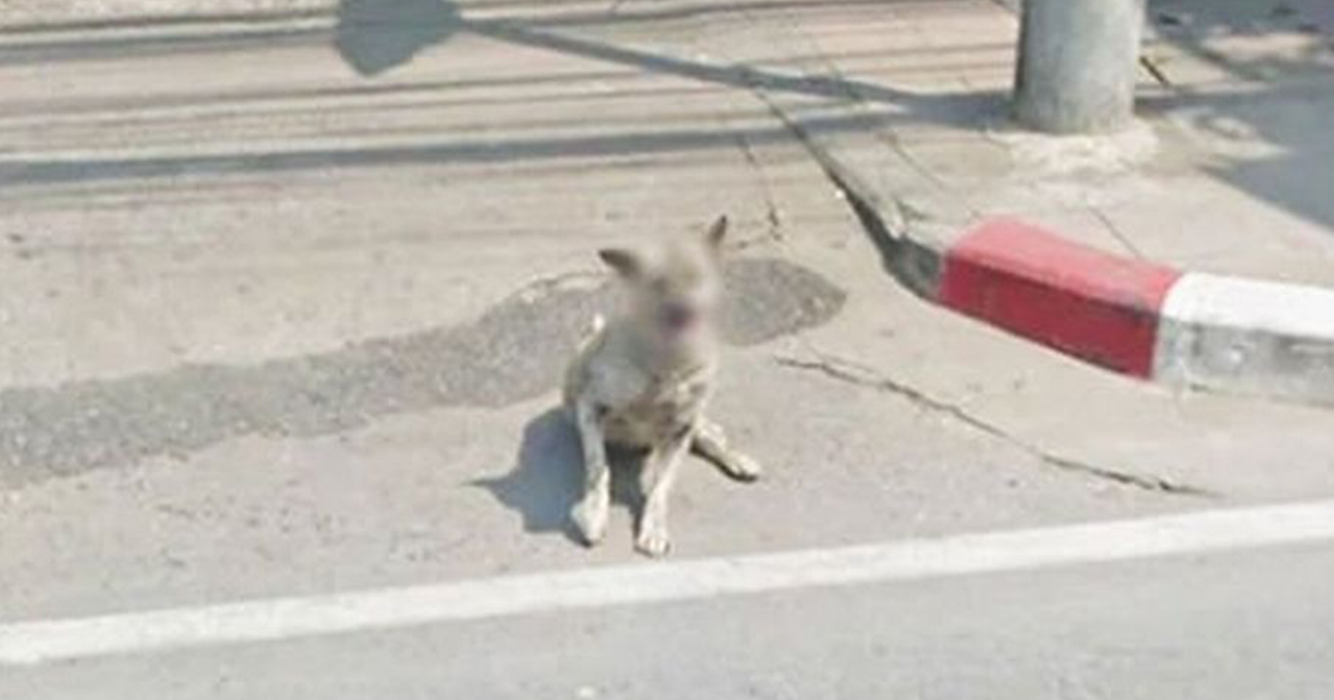 Google Maps เบลอภาพน้องหมา เพราะไม่อยากละเมิด ‘สิทธิส่วนบุคคล’ (ของหมา)