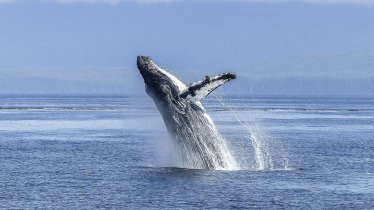 วาฬ Ethereum ใหญ่สุดอันดับ 5 ซื้อ Shiba Inu 223,761 ล้านโทเค็น