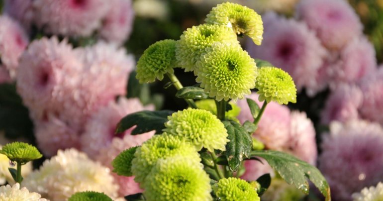 มาลัยวิทยสถาน