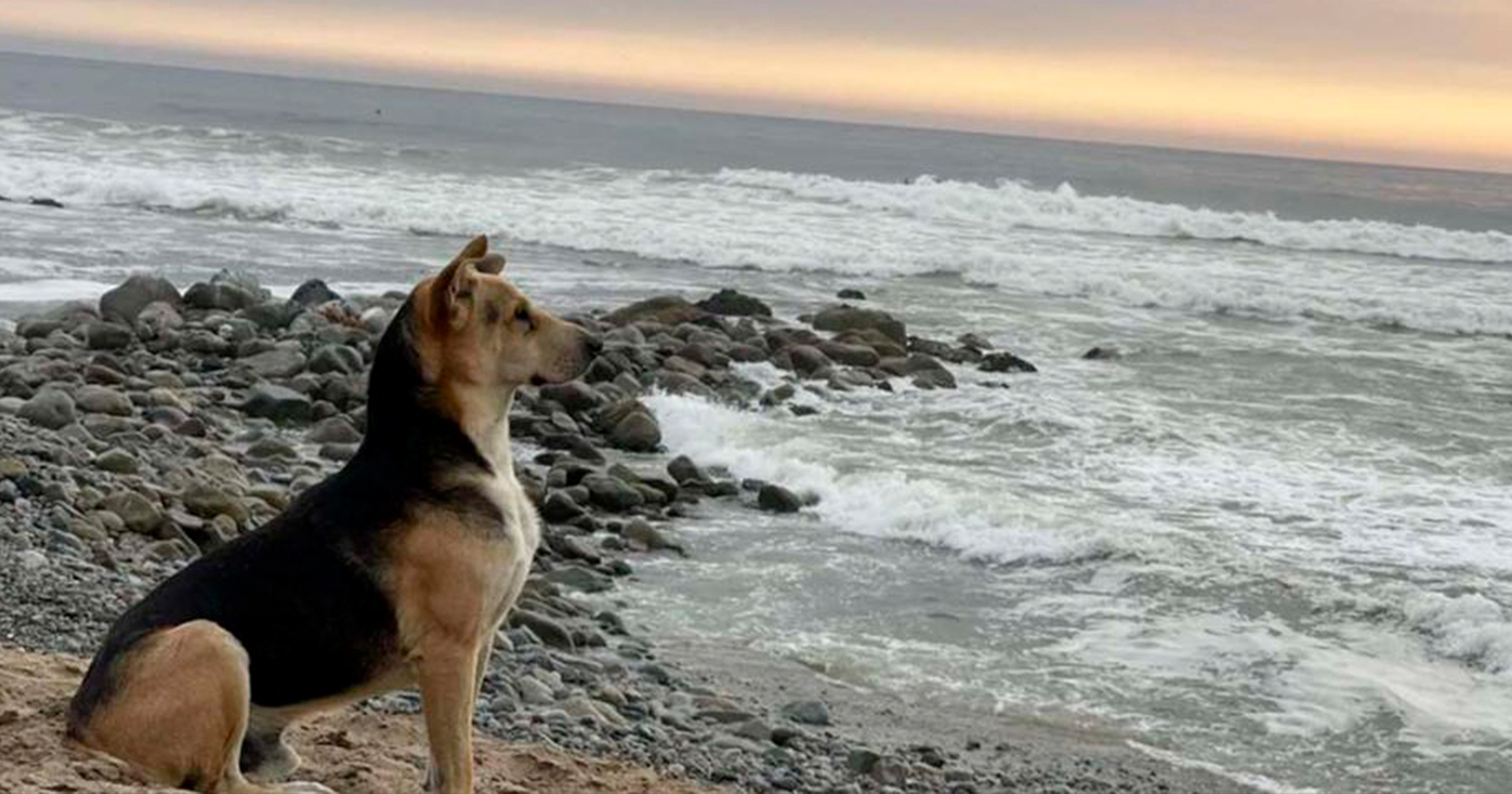 สุนัขในเปรู ไปที่ชายหาดทุกวัน เพื่อรอชาวประมง เจ้าของที่เสียชีวิตไปแล้ว ‘กลับมา’
