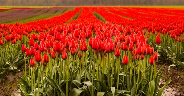ย้อนรอย Tulip Mania ฟองสบู่ครั้งแรกของโลก มันสำคัญยังไง?