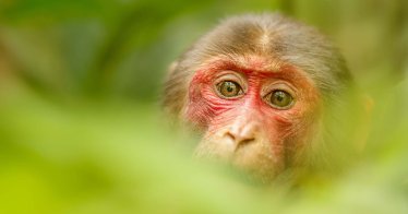 อนามัยโลกเตรียมพิจารณา ‘โรคฝีดาษลิง’ เข้าข่ายภาวะฉุกเฉินด้านสาธารณสุขหรือไม่
