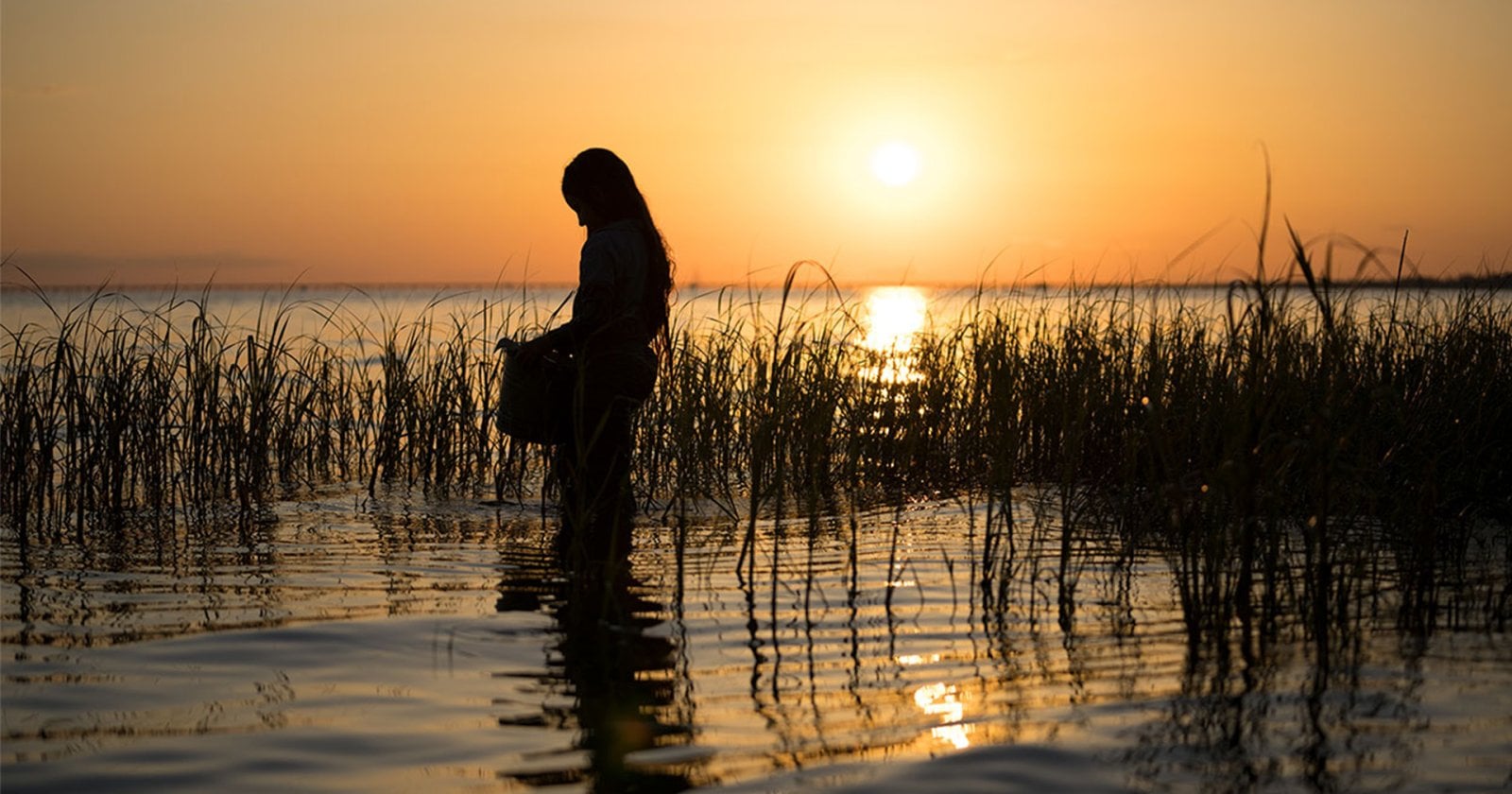 Where The Crawdads Sing ปมรักในบึงลึก