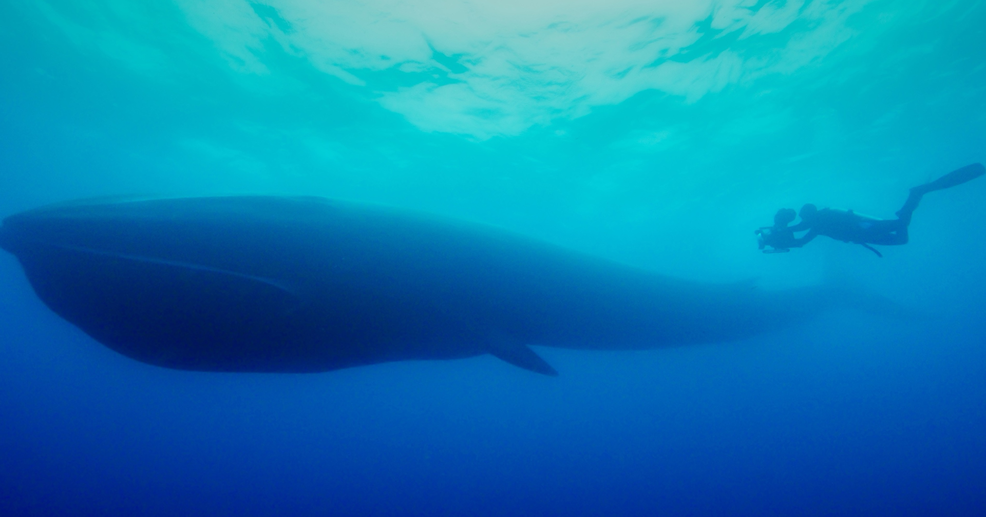 ซีรีส์ ‘Epic Adventures with Bertie Gregory’ เผยภาพปลาวาฬฟินรวมกลุ่มกันมากสุด เท่าที่มนุษย์เคยบันทึกไว้