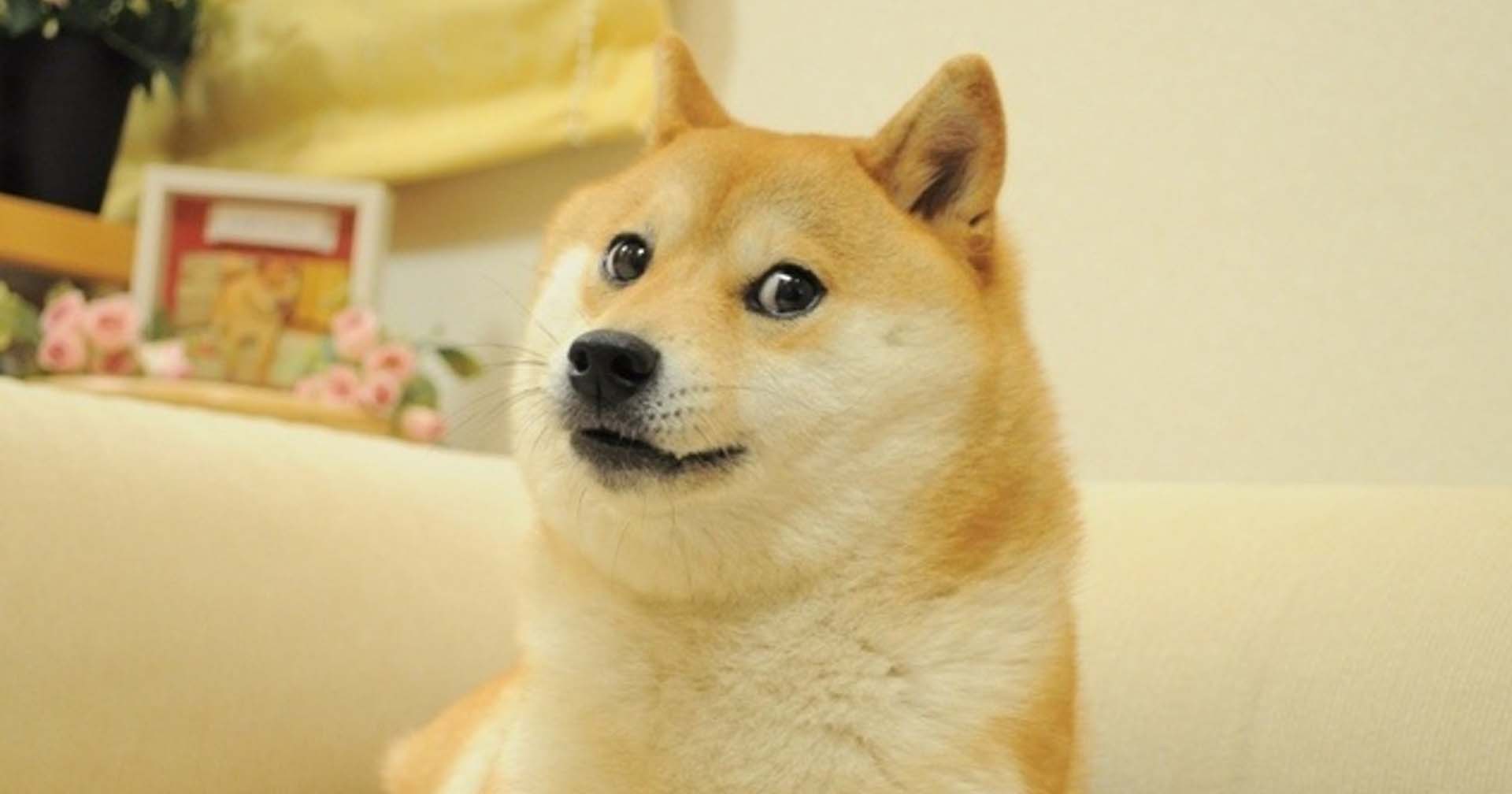 สุนัขชิบะที่เป็นแรงบันดาลใจให้กับเหรียญ Dogecoin กำลังป่วยเป็นมะเร็ง