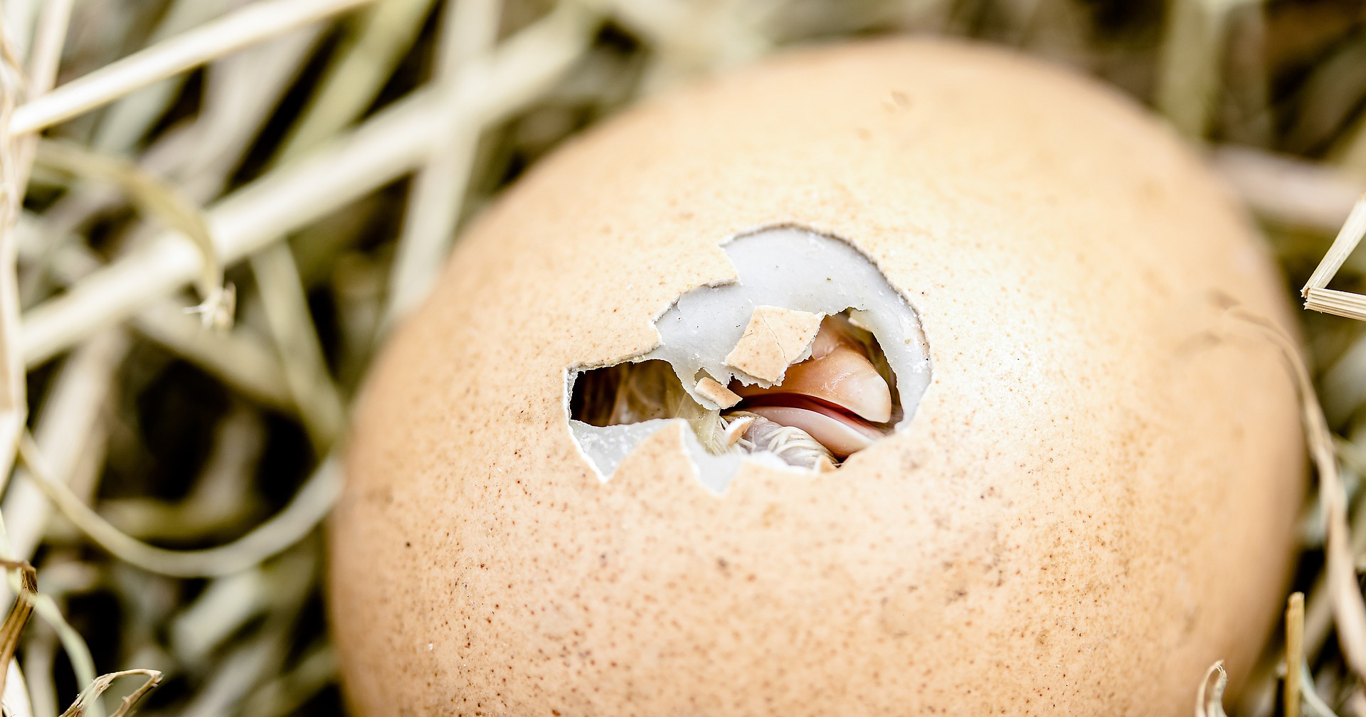 นักวิจัยค้นพบวิธีทำให้ไข่ไก่ไม่ฟักเป็นตัวผู้ หวังลดอัตราการฆ่าไก่ตัวผู้ในอุตสาหกรรม