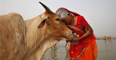A woman worships a cow as Indian Hindus offer prayers to the River Ganges