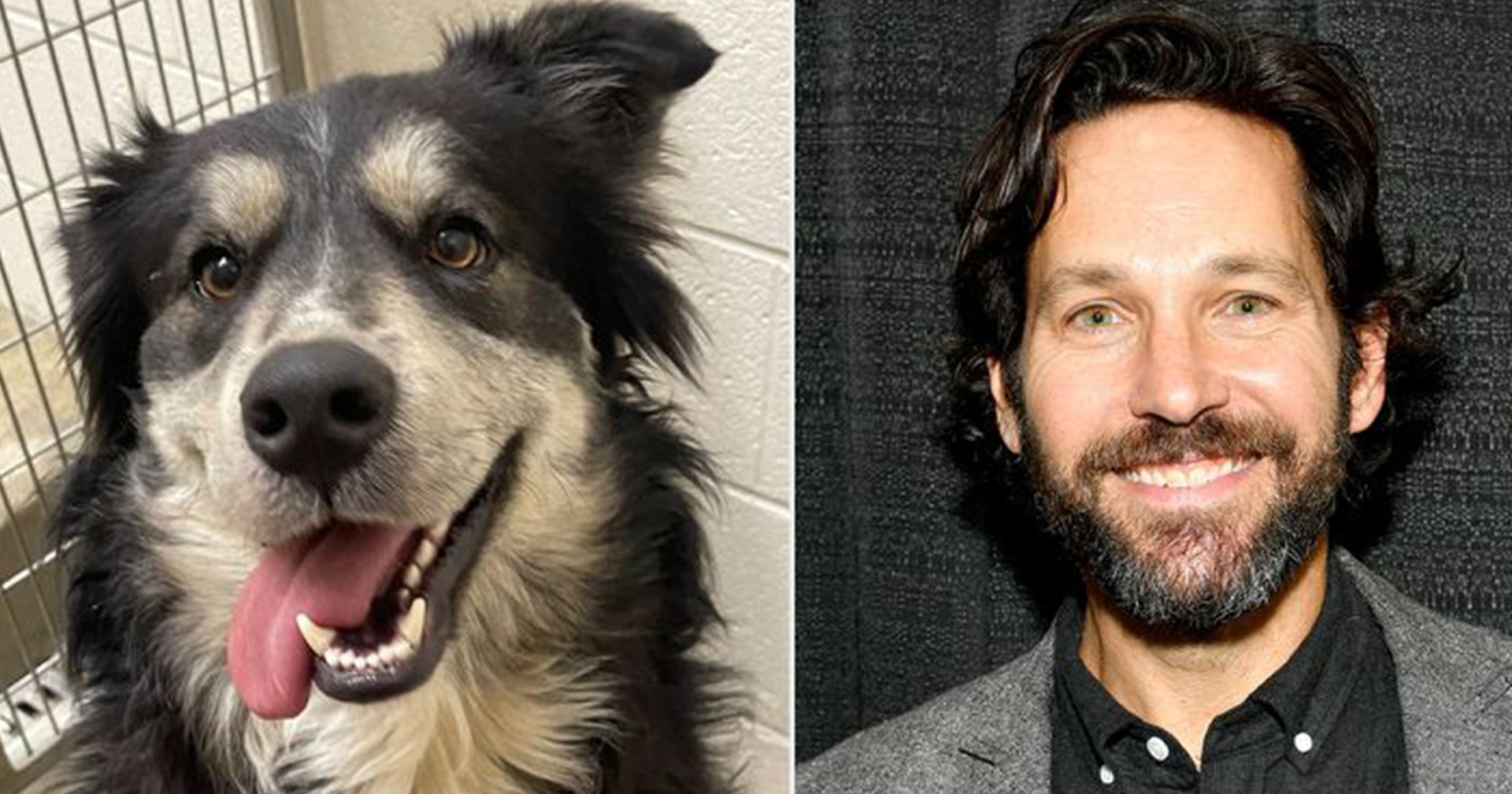 ศูนย์พักพิงสัตว์ในสหรัฐฯ ทวีตขอให้ Paul Rudd มารับเลี้ยงสุนัขที่หน้าตาคล้ายเขา