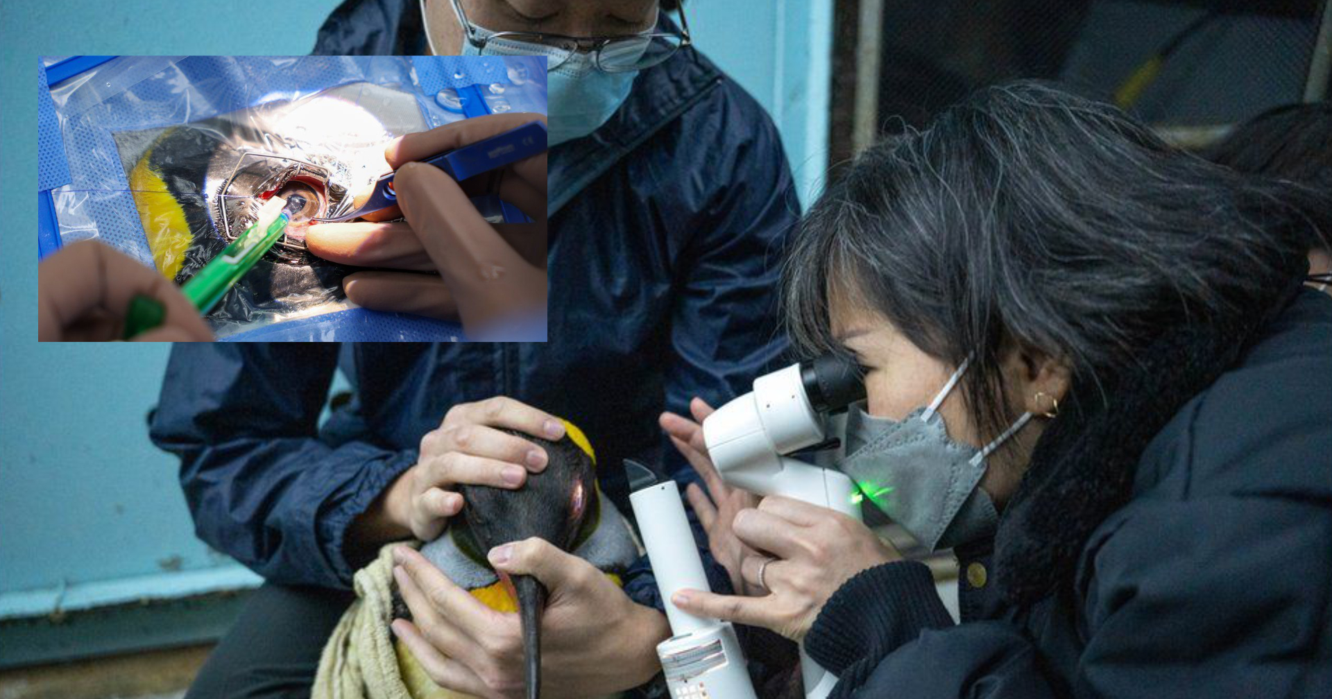 สิงคโปร์ผ่าตัดต้อกระจกในเพนกวินสำเร็จครั้งแรกของโลก