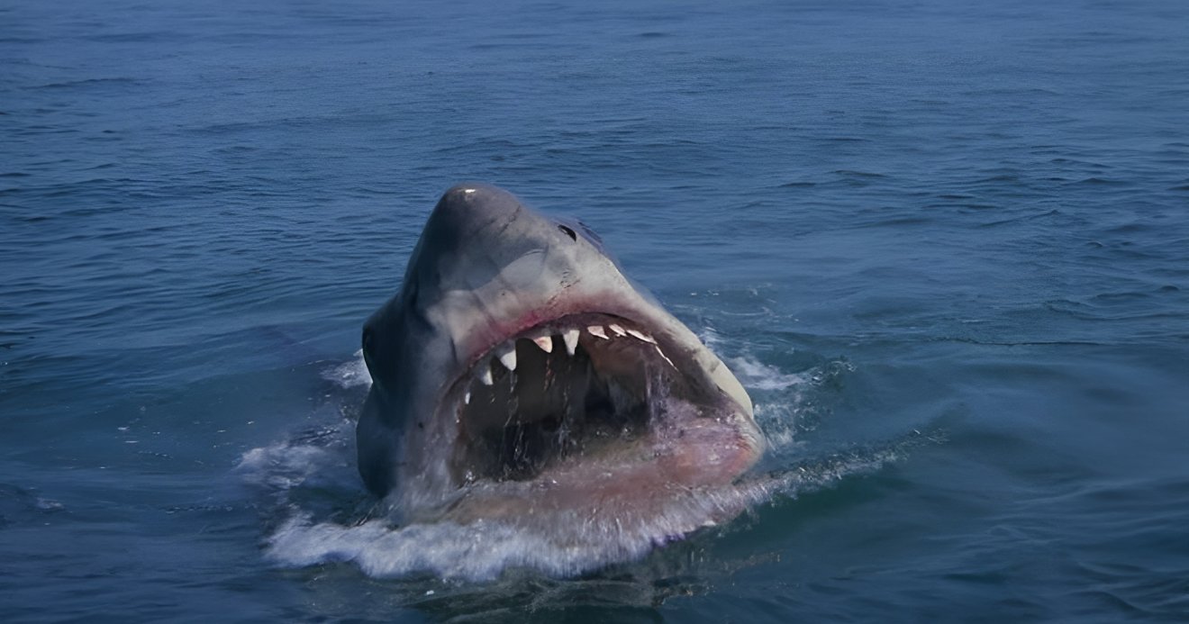 ฉลาม หนังฉลาม Jaws