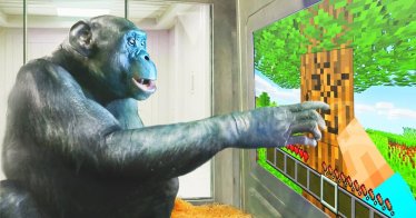 ชมคลิปสอนลิงชิมแปนซีเล่นเกม Minecraft ผ่านหน้าจอสัมผัส