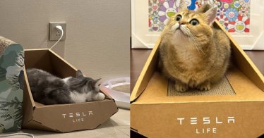 Tesla เปิดตัว ที่นอนแมวรูปทรง Cybertruck เป็นได้ทั้งเตียงและกระบะทราย