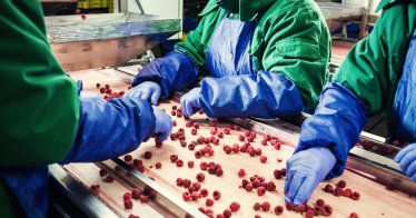 workers at frozen berriesfactory