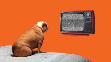 ทาสหมาต้องรู้ วิดีโอแบบไหนที่น้องหมาชอบดู?