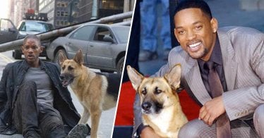 Will Smith โพสต์คลิปยกย่องแอบบีย์ หมาที่ร่วมแสดงใน ‘I Am Legend’ ทำเอาแฟน ๆ ซาบซึ้ง