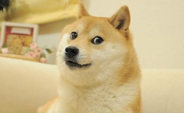 Kabosu เจ้าหมาสุดน่ารักในเหรียญ Dogecoin กลับดาวหมาแล้ว