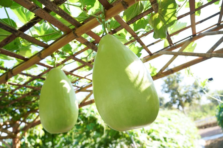 ส่องนวัตกรรมและเทคโนโลยีเพื่อการเกษตร ในงานเจียไต๋แฟร์ 2025