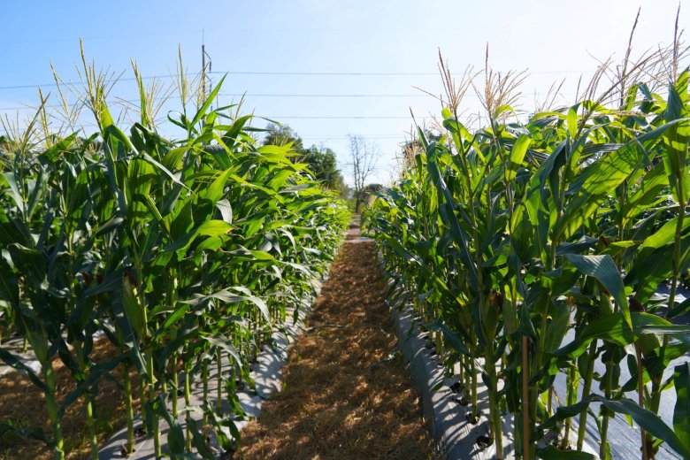 ส่องนวัตกรรมและเทคโนโลยีเพื่อการเกษตร ในงานเจียไต๋แฟร์ 2025