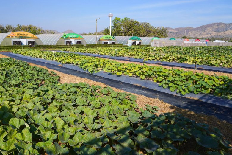 ส่องนวัตกรรมและเทคโนโลยีเพื่อการเกษตร ในงานเจียไต๋แฟร์ 2025