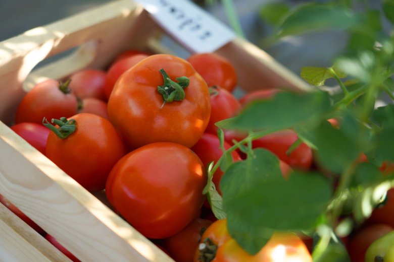 ส่องนวัตกรรมและเทคโนโลยีเพื่อการเกษตร ในงานเจียไต๋แฟร์ 2025