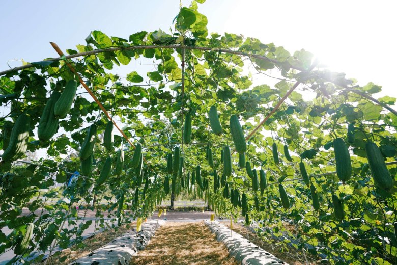 ส่องนวัตกรรมและเทคโนโลยีเพื่อการเกษตร ในงานเจียไต๋แฟร์ 2025